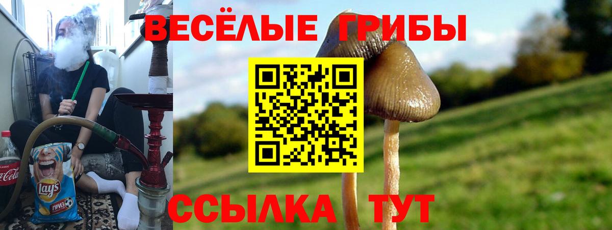 Псилоцибиновые грибы Cubensis Георгиевск
